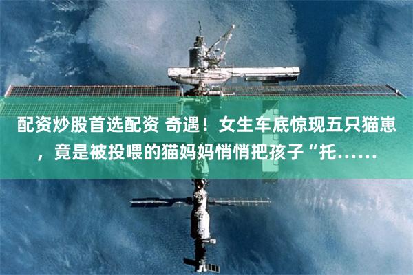 配资炒股首选配资 奇遇!女生车底惊现五只猫崽,竟是被投喂的猫妈妈悄悄把孩子“托……